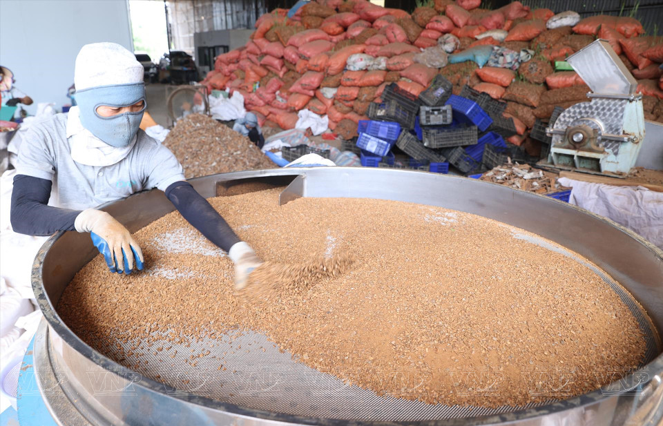 Cinnamon grinding machines of various sizes at DACE Company in Soc Son District, Hanoi (Photo: VNP/VNA)
