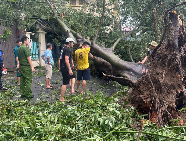 Adfressing fallen trees at Kim Dong Primary School (Ba Dinh district, Hanoi). (Photo: Tin Tuc newspaper)