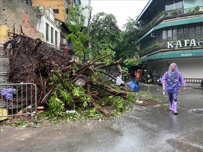 A big tree was uprooted. (Photo: VNA)