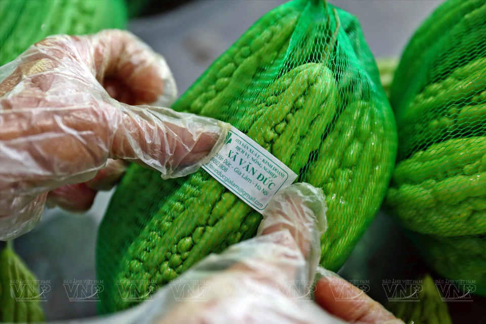 Before hitting the market, all vegetables and fruits from Van Duc Safe Vegetable Cooperative are labeled with safety tags and have clear traceability. (Photo: VNP/VNA)