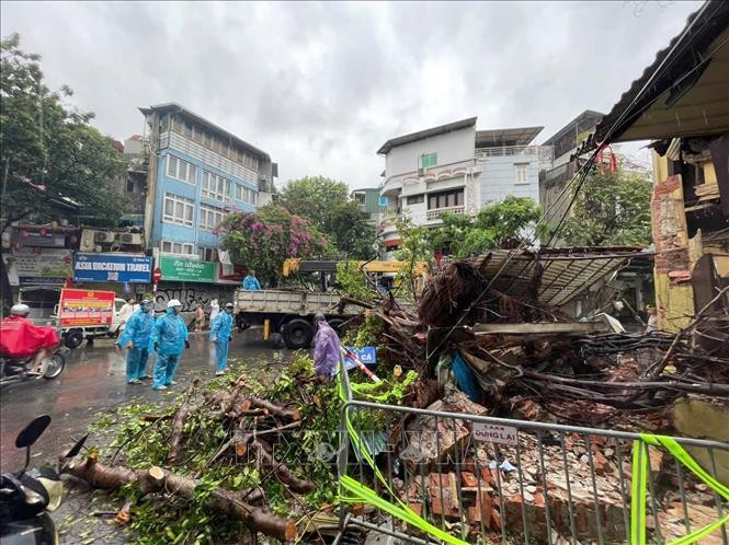 Authorities are handling the fallen trees. (Photo: VNA)