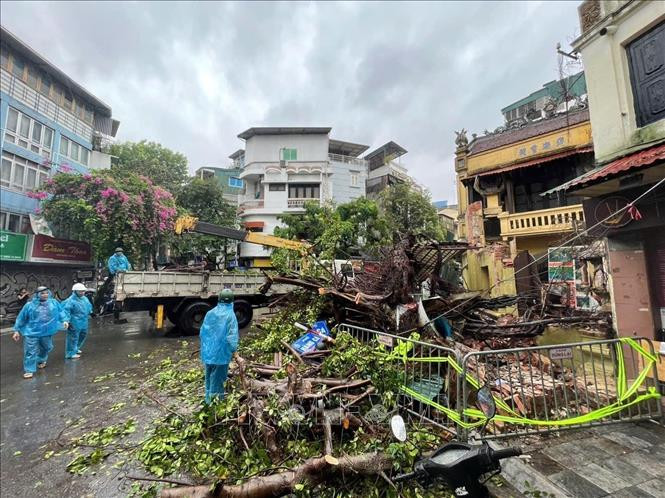Authorities are handling the fallen trees. (Photo: VNA)