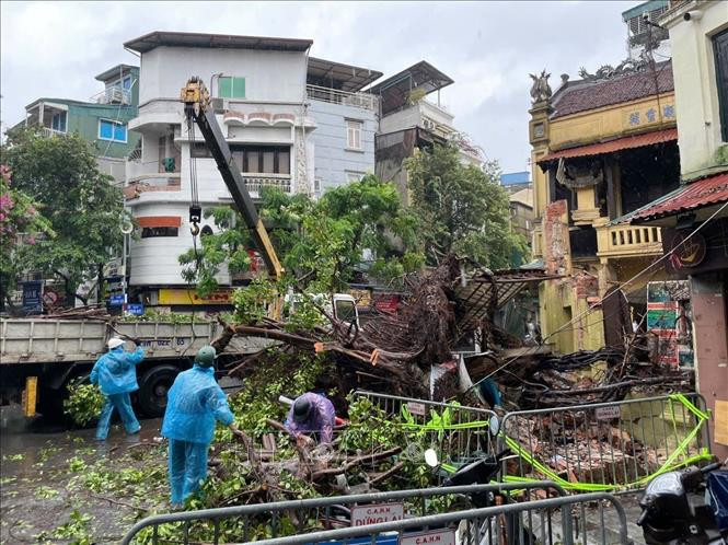Authorities are handling the fallen trees. (Photo: VNA)