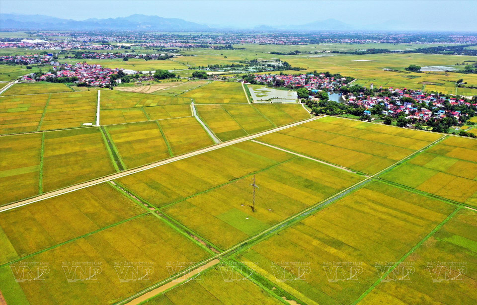 Tam Hung Cooperative's organic rice cultivation model (Photo: VNP/VNA)