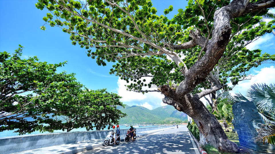 The rows of tropical almond trees stand as "living witnesses" to the transformation of the Phu Quoc island district, from the "hell on earth" during the French colonial period and the resistance war against the US, to the "paradise" of tourism it has become today. (Photo: VNP/VNA)