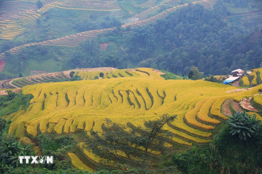 The golden rice terraces create an impressive and beautiful landscape. (Photo: VNA)