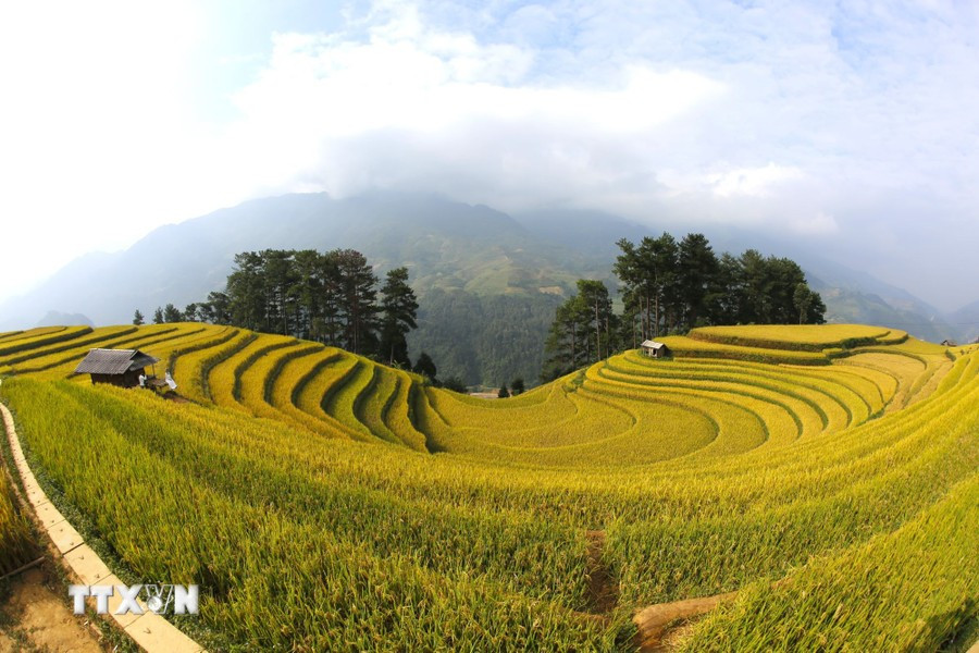 The rice terraces curve gracefully into elegant crescent shapes. (Photo: VNA)