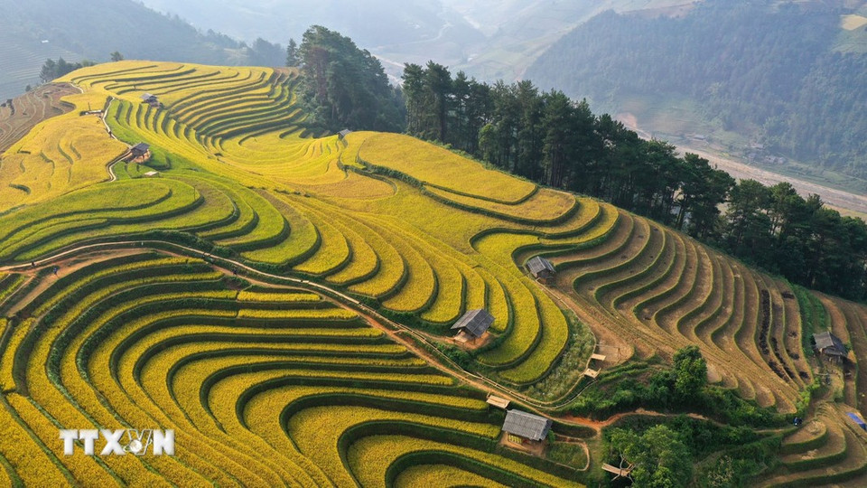 The radiant beauty of the golden rice fields here has earned Mu Cang Chai a spot among the world's top 10 most beautiful terraced fields. (Photo: VNA)
