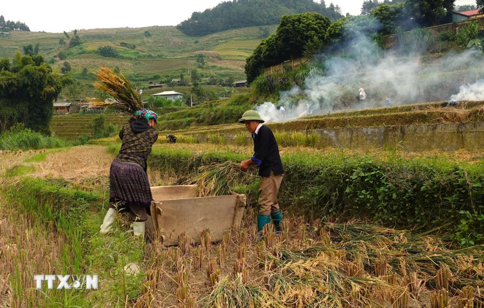 Mu Cang Chai has two rice harvest seasons: the spring crop in April-May and the main crop in September-October each year. (Photo: VNA)