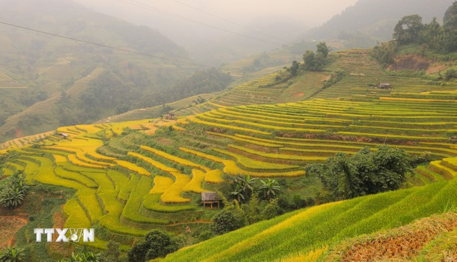 Mu Cang Chai is at its most beautiful time of year when golden rice blankets the terraced fields. (Photo: VNA)