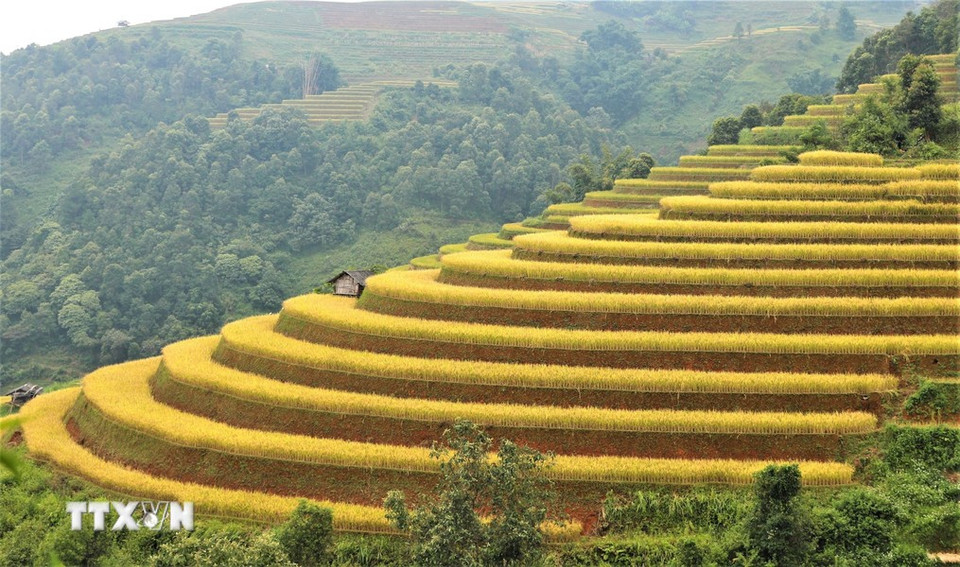 The uniqueness of each terrace is what captivates visitors. (Photo: VNA)