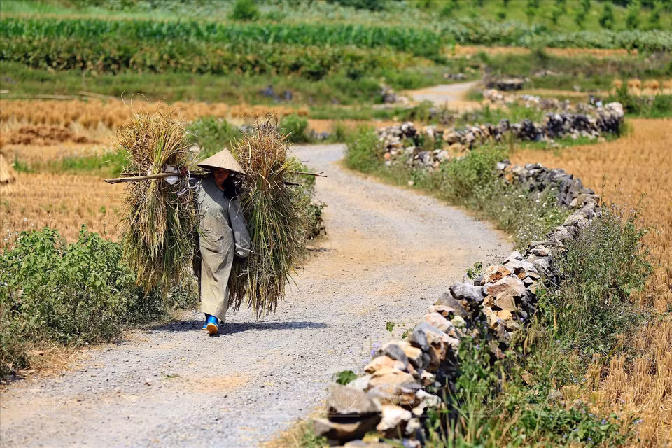 The path leading to Mat Than Nui are surrounded by paddy fields and rocky fends built by the locals.