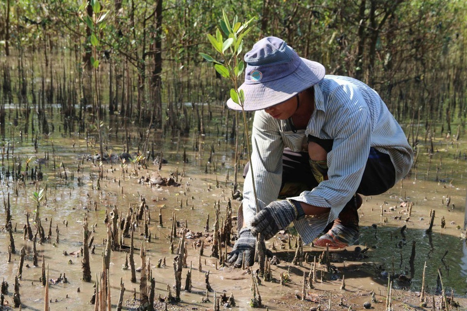 Forest planting is considered an effective and sustainable long-term solution, adapting to climate change in Tra Vinh province. (Photo: VNA)