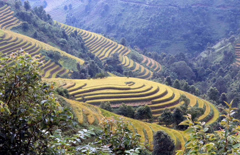 During the golden ripened-rice season, highland communes in Bac Yen district appear to wear a new coat, adding more charm to the natural beauty of the local mountains and forests. (Photo: VNA)