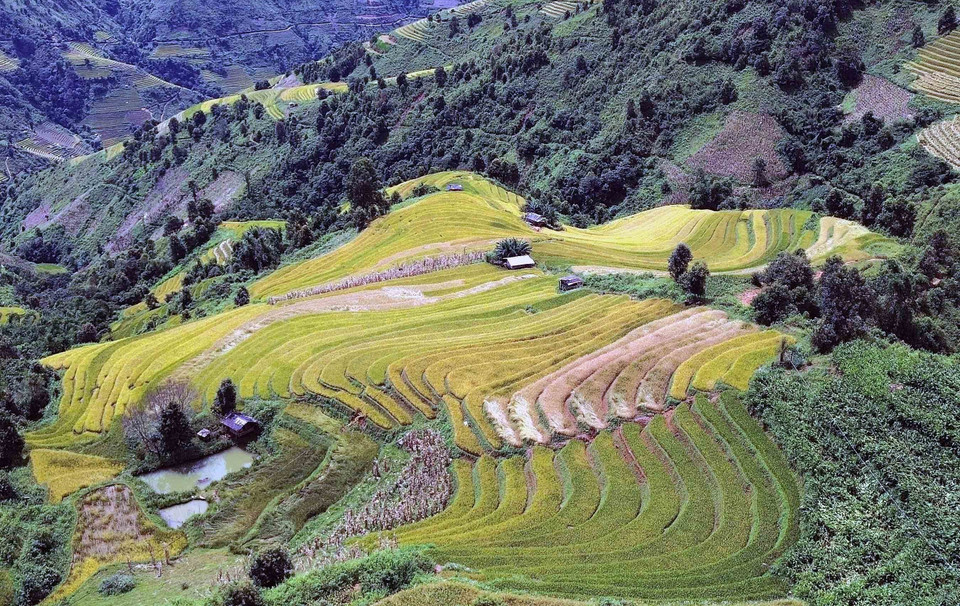 The ripe rice terraces in Xim Vang commune resemble soft silk ribbons, creating a poetic landscape. (Photo: VNA)
