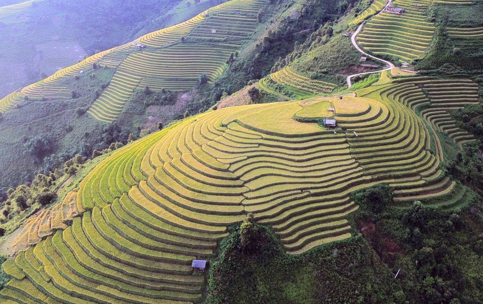 The ripe rice terraces in Xim Vang commune resemble soft silk ribbons, creating a poetic landscape. (Photo: VNA)