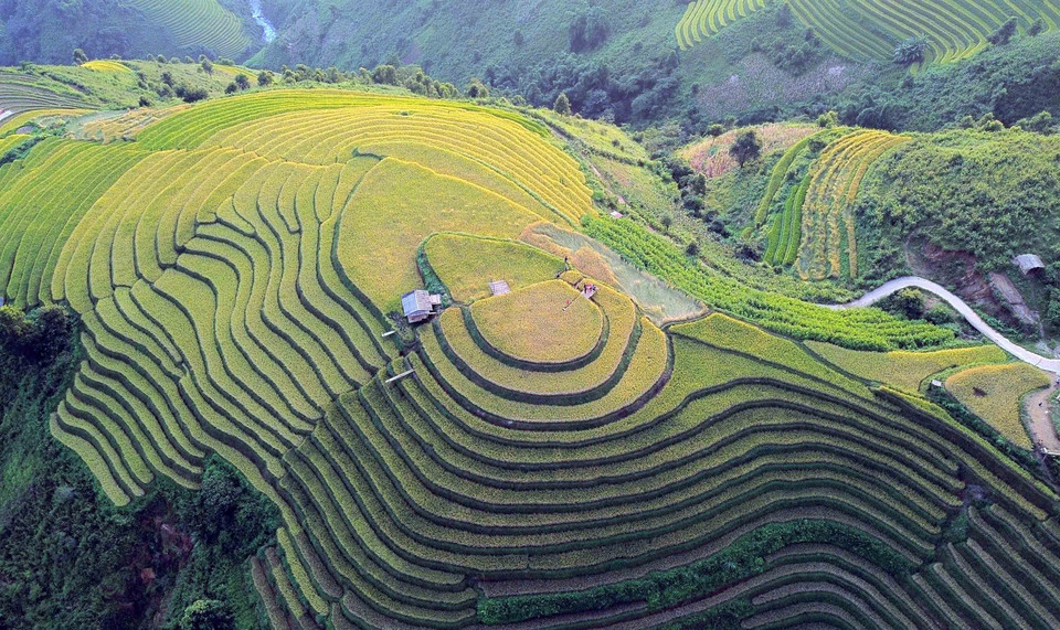 The ripe rice terraces in Xim Vang commune resemble soft silk ribbons, creating a poetic landscape. (Photo: VNA)