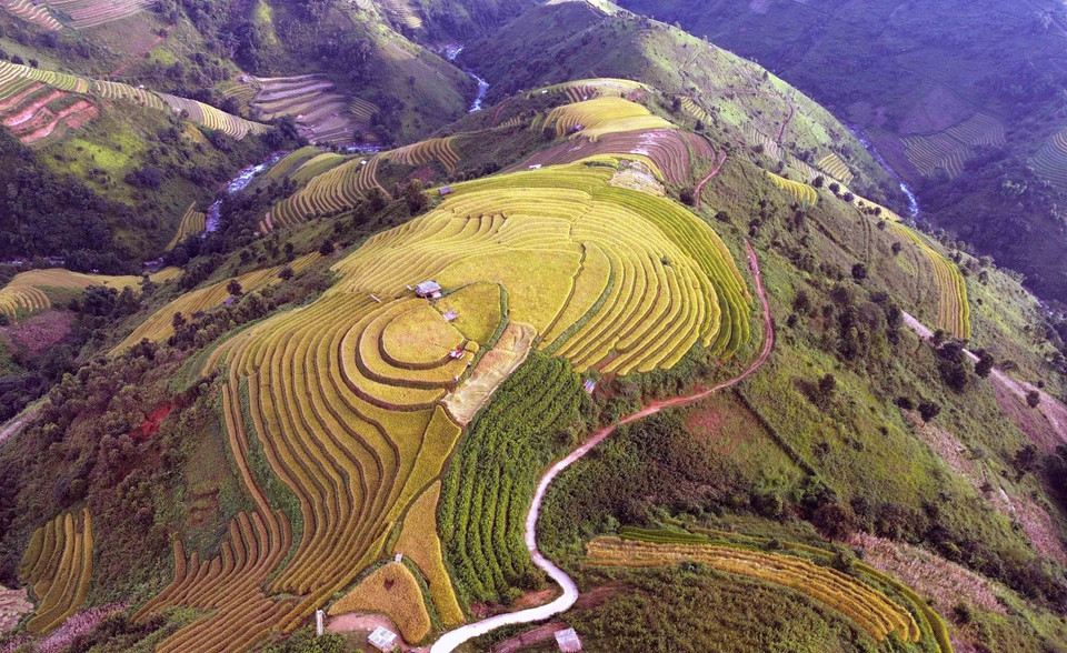The ripe rice terraces in Xim Vang commune resemble soft silk ribbons, creating a poetic landscape. (Photo: VNA)