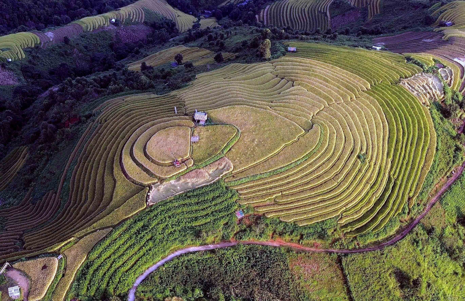 The ripe rice terraces in Xim Vang commune resemble soft silk ribbons, creating a poetic landscape. (Photo: VNA)
