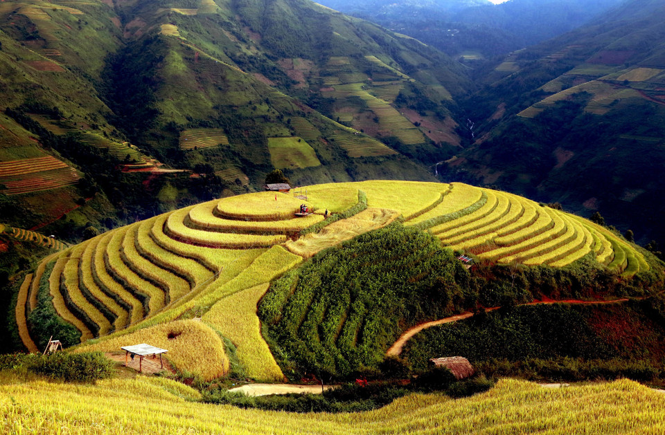 The ripe rice terraces in Xim Vang commune resemble soft silk ribbons, creating a poetic landscape. (Photo: VNA)