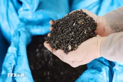 Vietnam’s pepper exports maintain strong growth momentum of over 25%, earning nearly 1.4 billion USD in the first ten months of 2025. (Photo: VNA)
