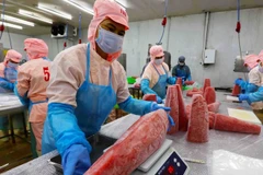 Tuna processing in Vietnam according to HALAL, MSC, BRCGS, IFS, and ISO 22,000:2018 standards (Photo: VNA)