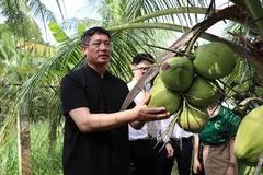 Chinese Consul General Wei Huaxiang visits a coconut farm in Cau Ke district, the Mekong Delta province of Tra Vinh, on December 20. (Photo: VNA)