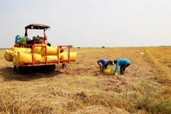 Farmers harvest rice in the Mekong Delta province of An Giang. The province is among the three largest rice-producing areas in Vietnam. (Photo: VNA)