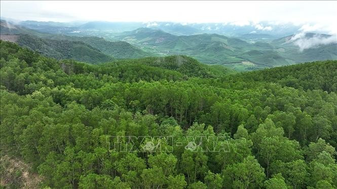 An area of large-timber plantation forest in Van Canh commune under the management of the Van Canh Forest Protection Unit. (Photo: VNA)