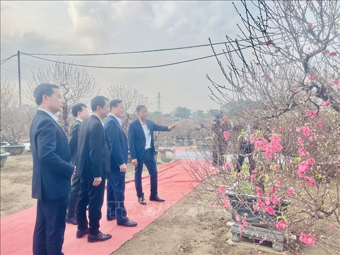 Delegates and visitors tour the artistic peach blossom exhibition, admiring outstanding works meticulously created by artisans and residents of the Nhat Tan peach blossom village. (Photo: VNA)