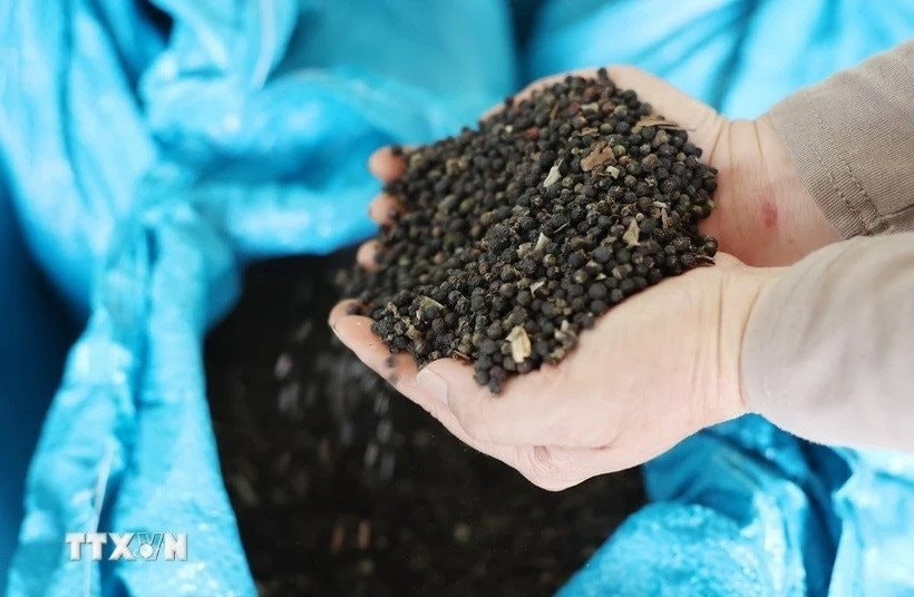 Vietnam emerges as Thailand’s key pepper supplier (Photo: VNA)