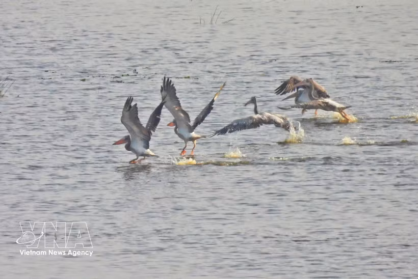 Rare spot-billed pelicans appear at Tram Chim National Park after six years of absence. (Photo: VNA) 