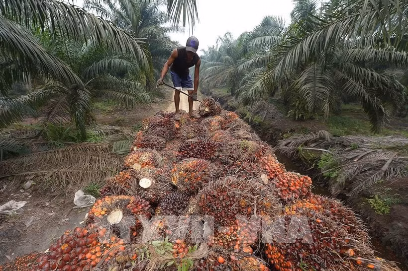 Workers harvest oil palm fruit at a plantation in Pelalawan, Riau Province, Indonesia. (Photo: AFP/VNA)