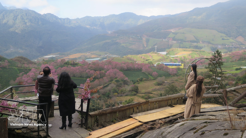 Tourists check in at the cherry apricot blossom garden in the O Quy Ho Pass area, Sa Pa. (Photo:VNA) 
