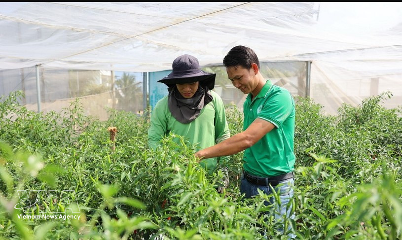 Nguyen Viet Tu (right) and a cooperative technician inspect a bird’s eye chilli field ready for harvest for export to European countries. (Photo: VNA)