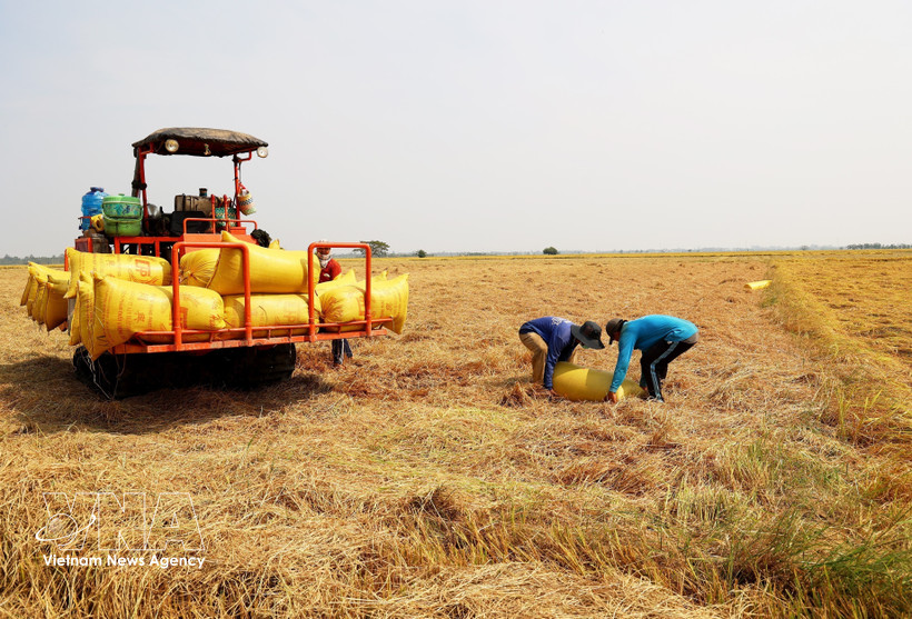 Farmers harvest rice in An Giang province. (Photo: VNA)