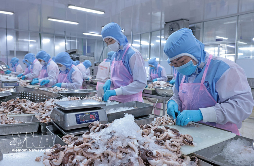 Processing octopus for export to the Japanese market at Huy Nam Company in An Giang (Photo: VNA)