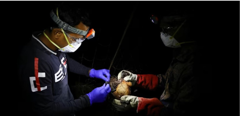Field lab assistants catch a bat in their net as they collect specimens for their Nipah virus research in the Shuvarampur area of Faridpur, Bangladesh, Sep 14, 2021. (File photo: REUTERS) 