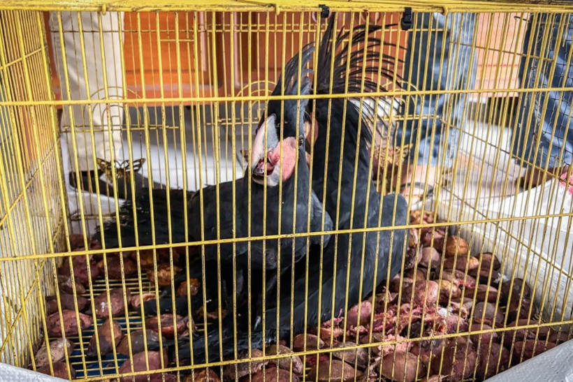 Authorities seize two palm cockatoos (Probosciger aterrimus) from an illegal wildlife trade in Manado, North Sulawesi, March 10, 2026.( Photo: ANTARA) 