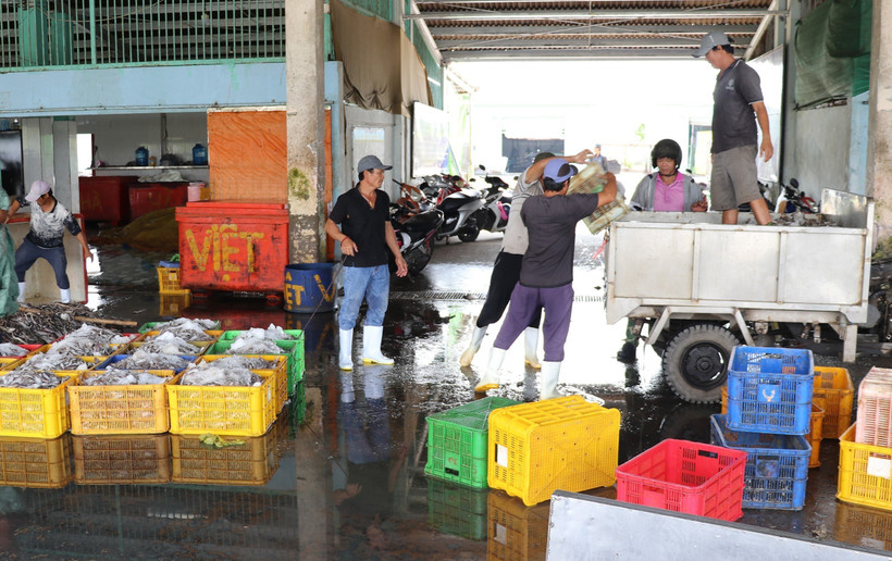 During the fishing season, the Vam Lang fishing port in Dong Thap province provides employment for a large number of local workers. (Photo: VNA)