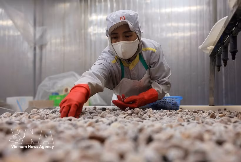 A worker processes clams for export at a processing facility of Thanh Hoa Seafood Import-Export JSC in Thanh Hoa province. (Photo: VNA)