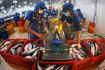 Tra fish processed for export in Dong Thap province (Photo: VNA)