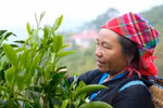 Preserving Suoi Giang tea’s flavour