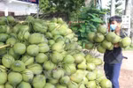 Vietnam’s coconut industry eyes billion-dollar markets