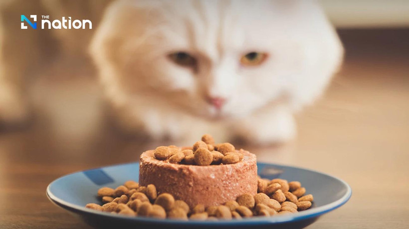 Thailand remains the world's fourth biggest exporter of pet food (Photo: nationthailand.com)