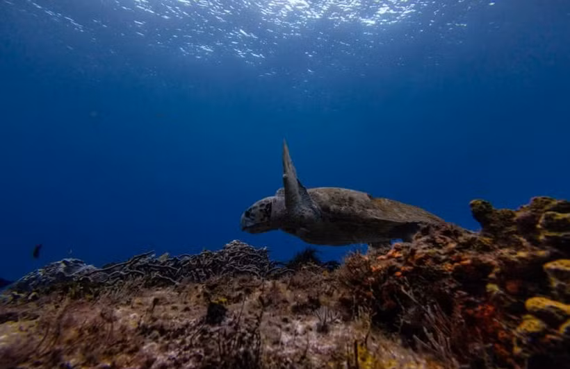 Southeast Asian countries function as source, consumer and as entrepots for wildlife originating from within the region as well as the rest of the world. (Photo: Reuters)