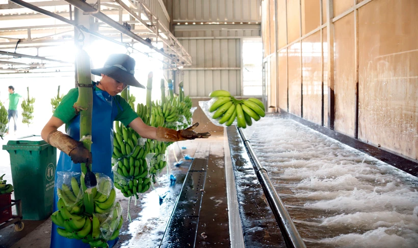 A Lao worker at a banana processing facility of the Nam Laos agricultural company (Photo: VNA)
