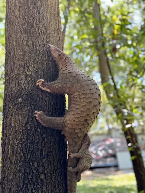 A pangolin mother and its new born are seen living in the rescue central of Vinpearl River Safari South Hội An in Quảng Nam Province. It's the second time a rescued pangolin mother successfully giving birth at captured habitat. — (Photo courtesy of Vinpearl River Safari South Hội An) 