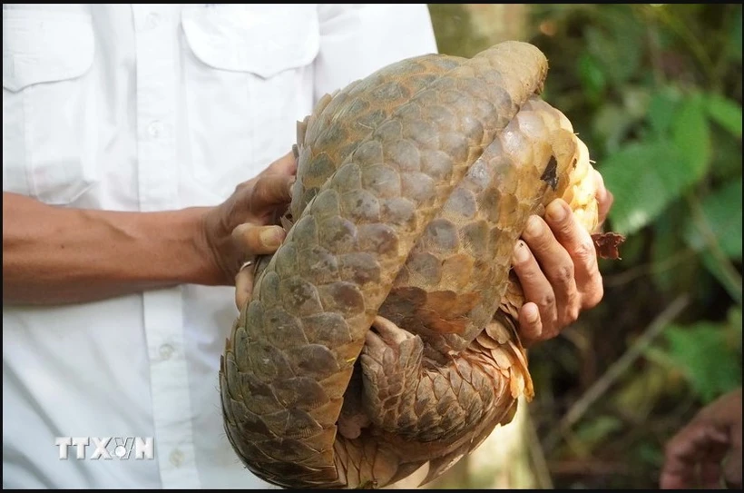 A pangolin is released into the wild in Binh Phuoc (Photo: VNA)