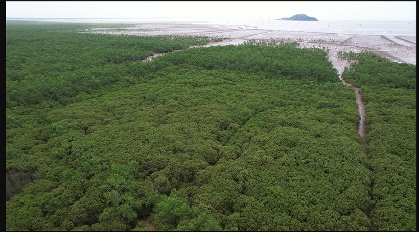 Action for a green future (Photo: VietnamPlus) (Photo: VNA)